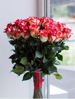 51 Голландская роза сорта BLUSH