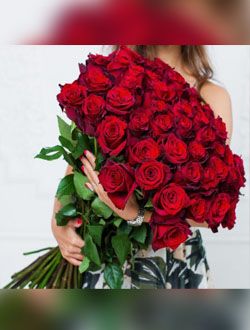 51 Голландская роза сорта EXPLORER