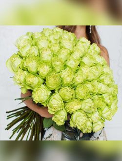 101 голландская роза LEMONADE