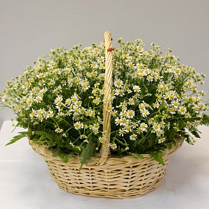 Фото Корзина из 51 ромашки