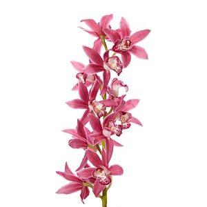 Ветка розовой орхидеи