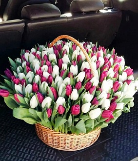 Шикарная корзина из 201 тюльпана