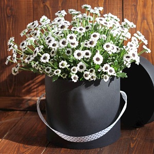 Фото Коробочка "Black and white"