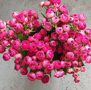 Букет пионовидных роз "Вишневое лето"