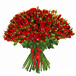 Большой букет из 101 красной кустовой розы