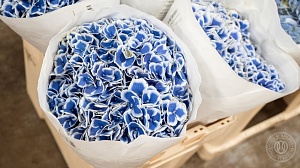 Гортензии "Хлоя"