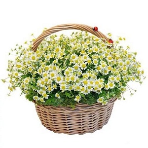 Фото Корзинка из 25 ромашек