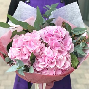 Гортензии "Розовый пломбир"
