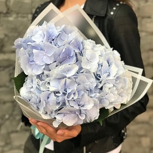 3 голубые гортензии с оформлением