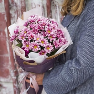 Кустовые хризантемы "Розовый рассвет"