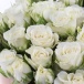Кустовые розы белые "White snow" Кустовые розы белые "White snow"