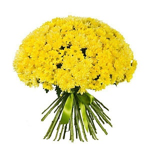 51 желтая кустовая хризантема