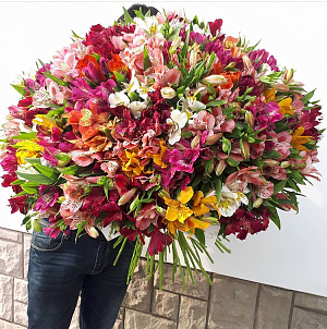 101 Альстромерия