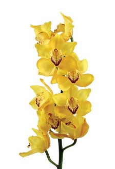 Ветка желтой орхидеи