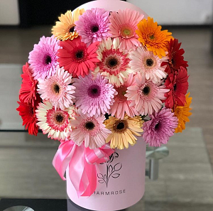 Коробка гербер "Эссен"