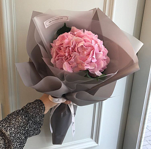 Гортензии "Изюминка"