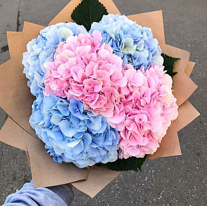 Гортензии "Сладкая вата"